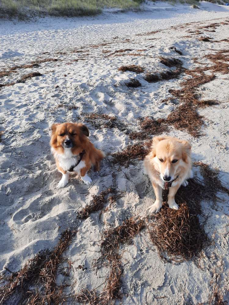 Hundetreffen-Treffen und gemeinsam Spaß haben-Profilbild