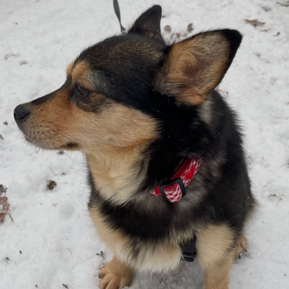 Hundetreffen-Gassirund mit Ruhepol gesucht-Profilbild