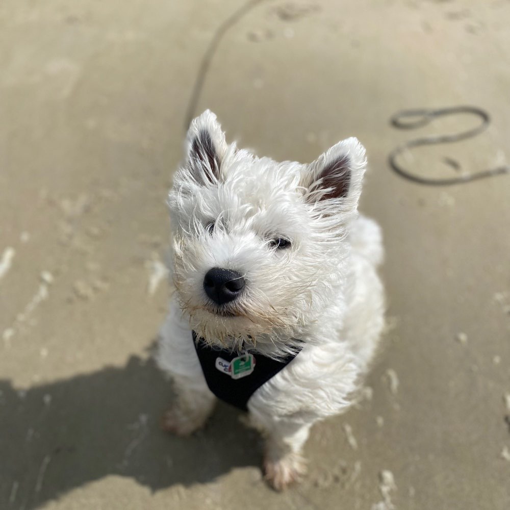 Hundetreffen-Spielrunde-Profilbild