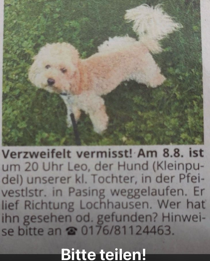 Suchmeldung-Leo-Profilbild