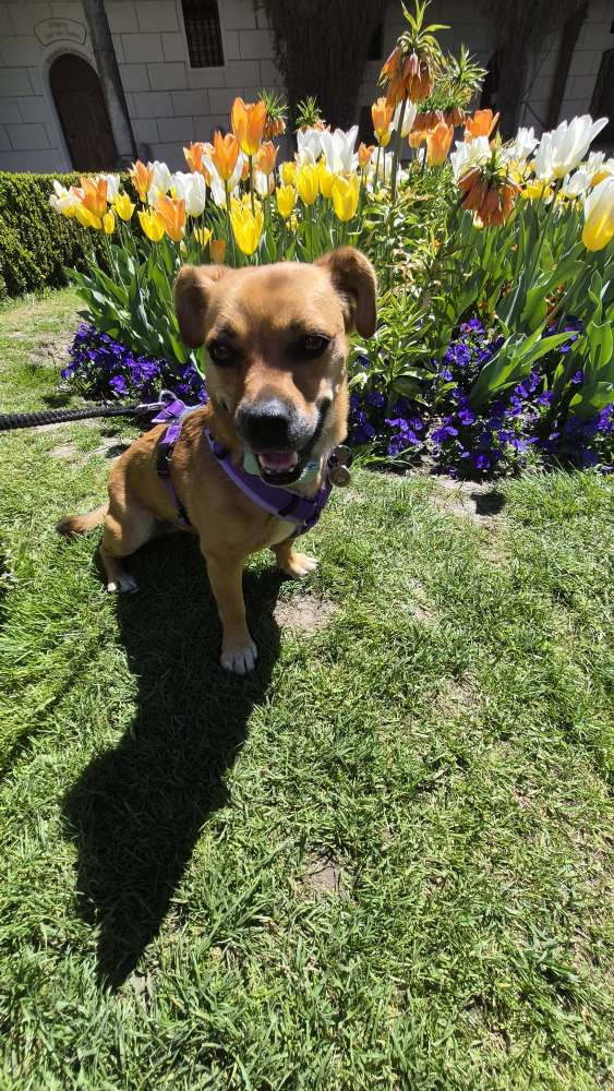 Hundetreffen-Suchen Gassi Partner-Profilbild