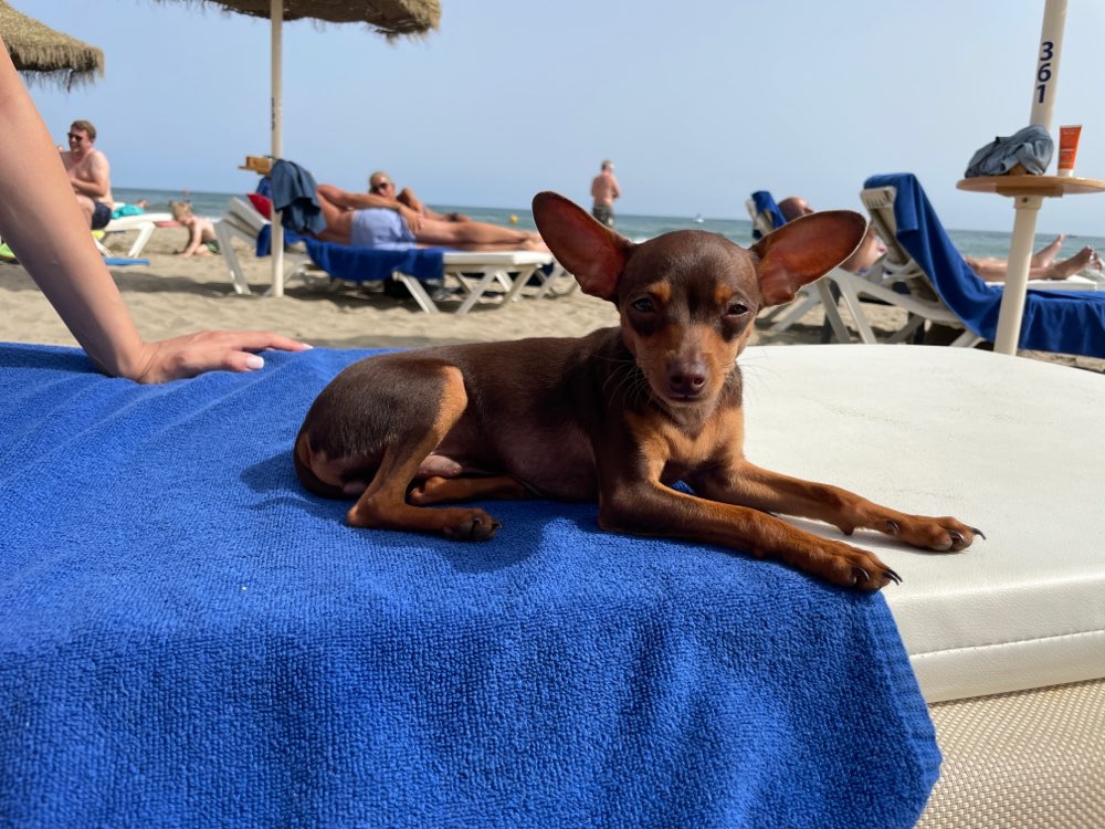 Hundetreffen-Welpentreffen Minis (Prager Rattler etc)-Profilbild