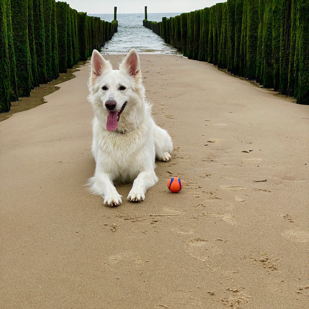 Hundetreffen-Hundefreunde gesucht🐾-Profilbild