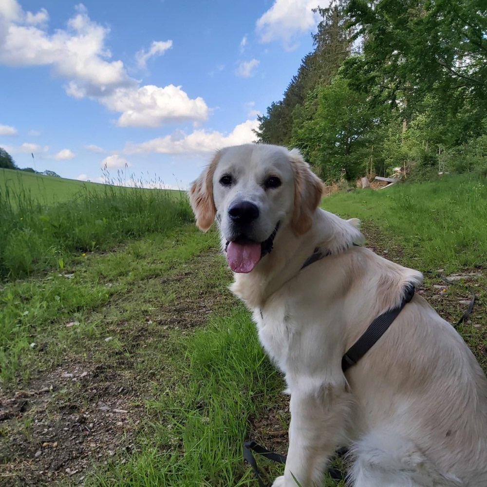 Giftköder-Verteilte Giftköder im Park-Profilbild