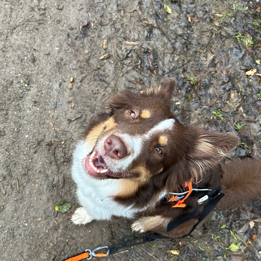 Hundetreffen-Canicross / Joggen mit Hund-Profilbild