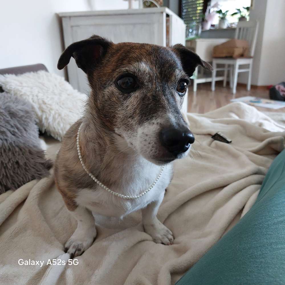 Hundetreffen-Gassitreff mit Senioren-Profilbild