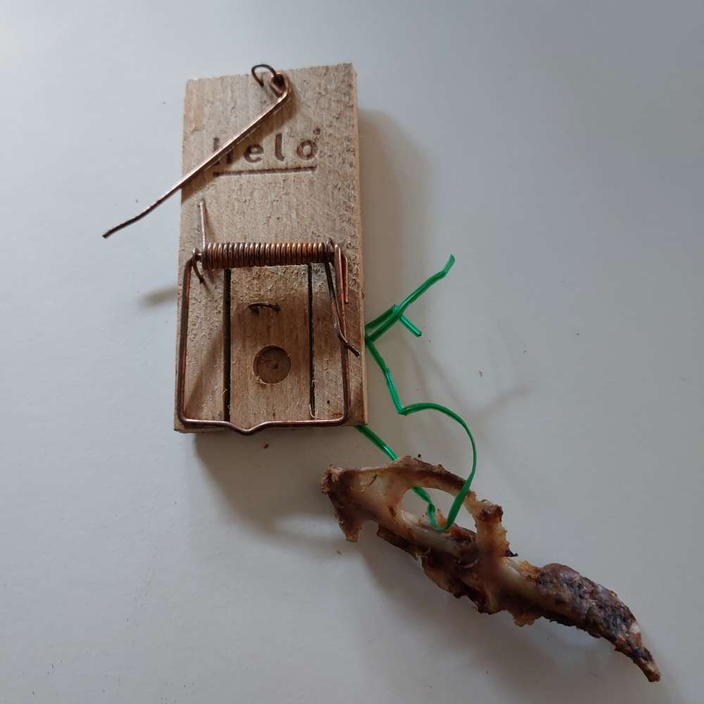 Giftköder-Mause Falle mit Knochen-Profilbild