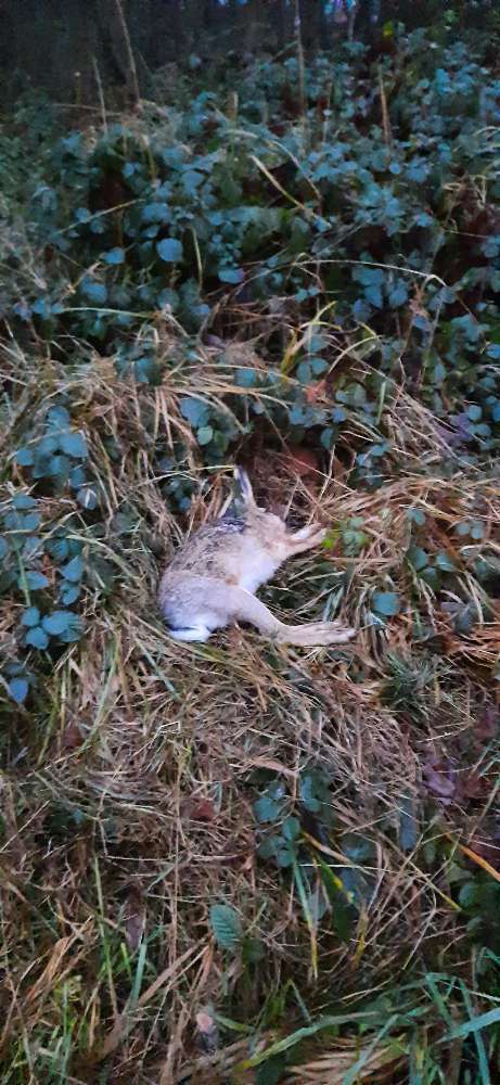 Giftköder-Toter Hase-Profilbild