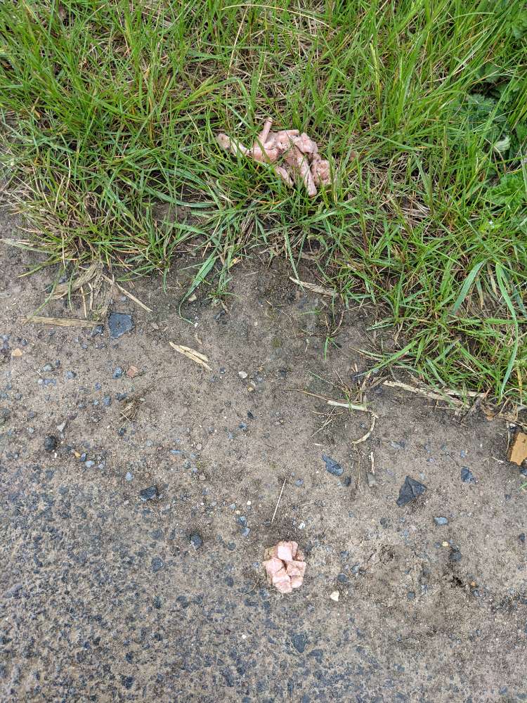 Giftköder-Ggf. Giftköder-Profilbild