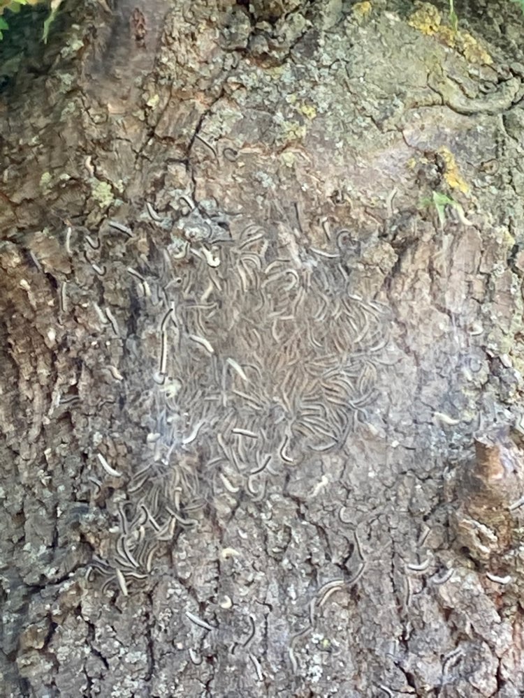 Giftköder-Eichenprozessionsspinner-Profilbild