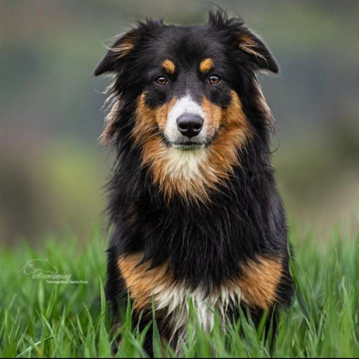 Hundetreffen-Spiel- und Gassi Freund gesucht-Profilbild