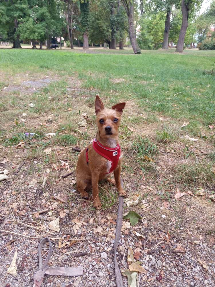 Hundetreffen-Hunde Treffen zum Spazieren-Profilbild