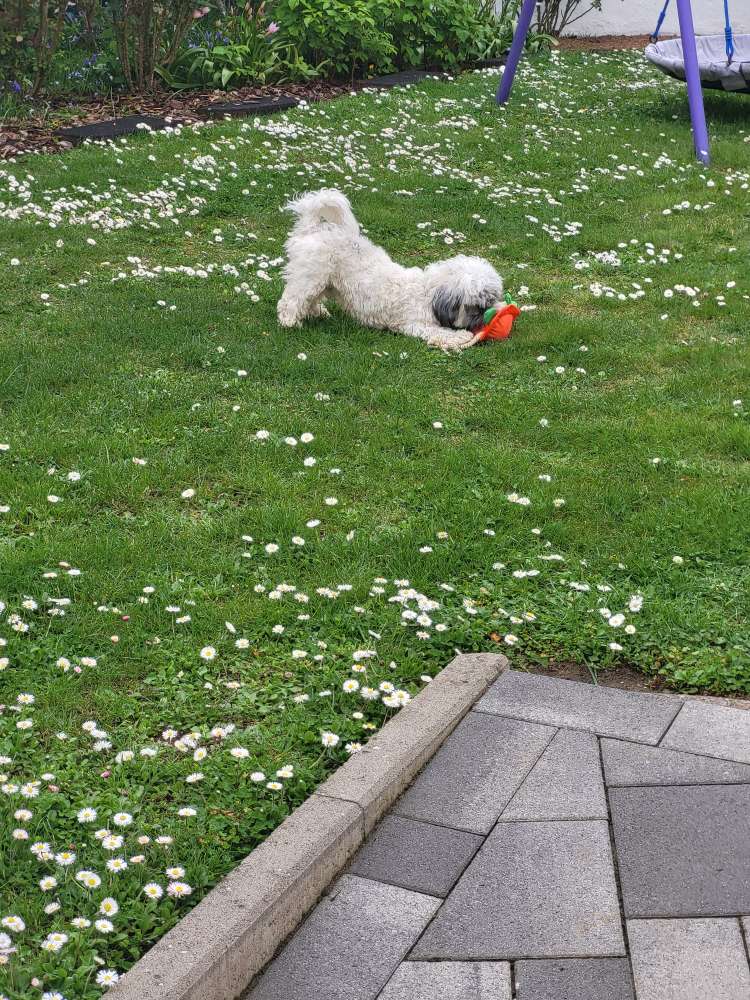 Hundetreffen-Jung hund  Gassi & Spiel treffen-Profilbild