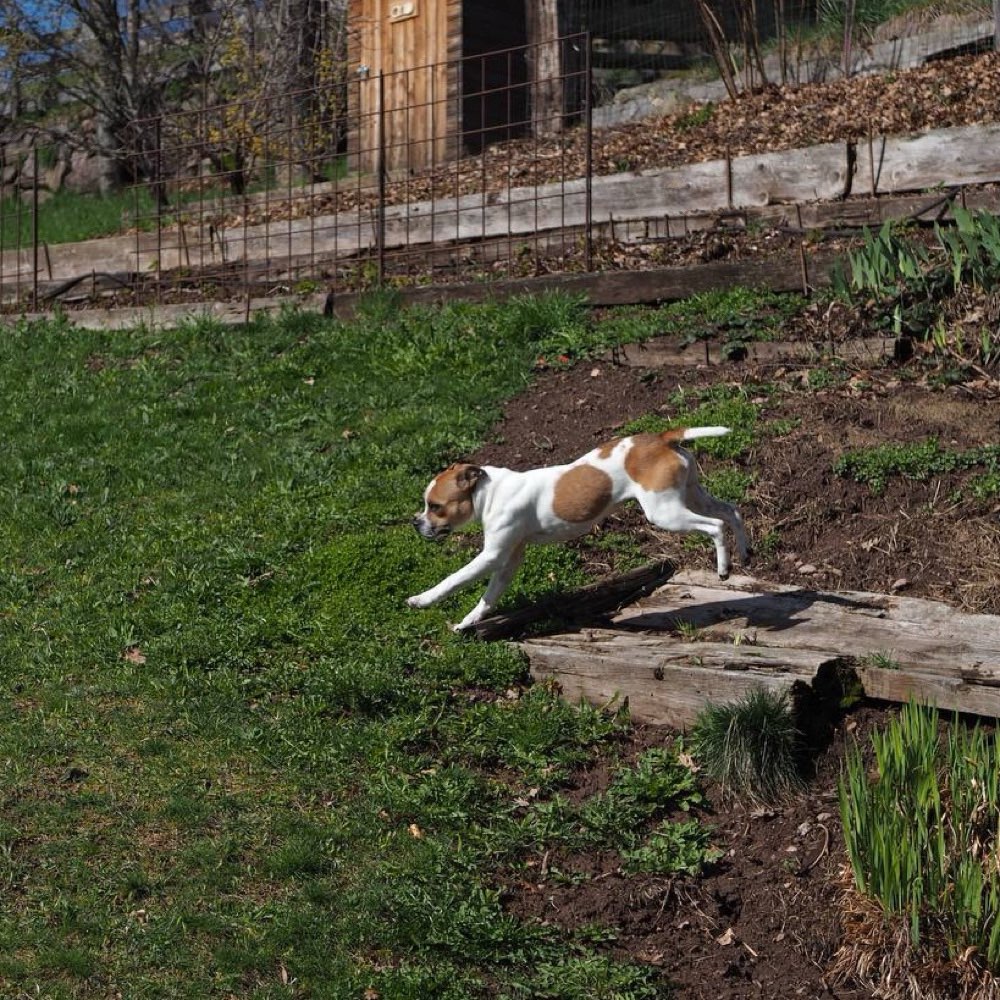 Hundetreffen-Spiel und Training-Profilbild