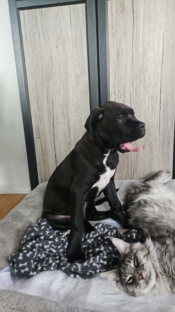 Hundetreffen-Huhu...ich bin "Onyx" und suche Spielkumpels-Profilbild