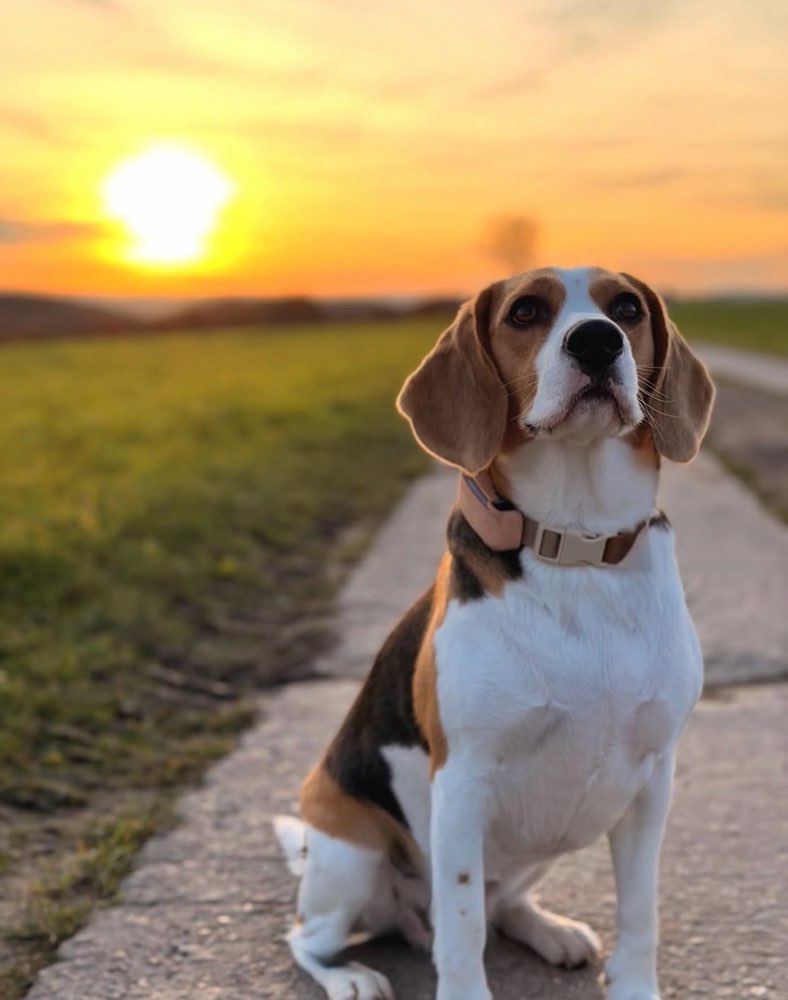 Hundetreffen-Spieltreffen und Gassirunden-Profilbild