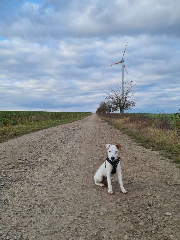 Hundetreffen-Junghundespazi in Bernau und Umgebung-Profilbild