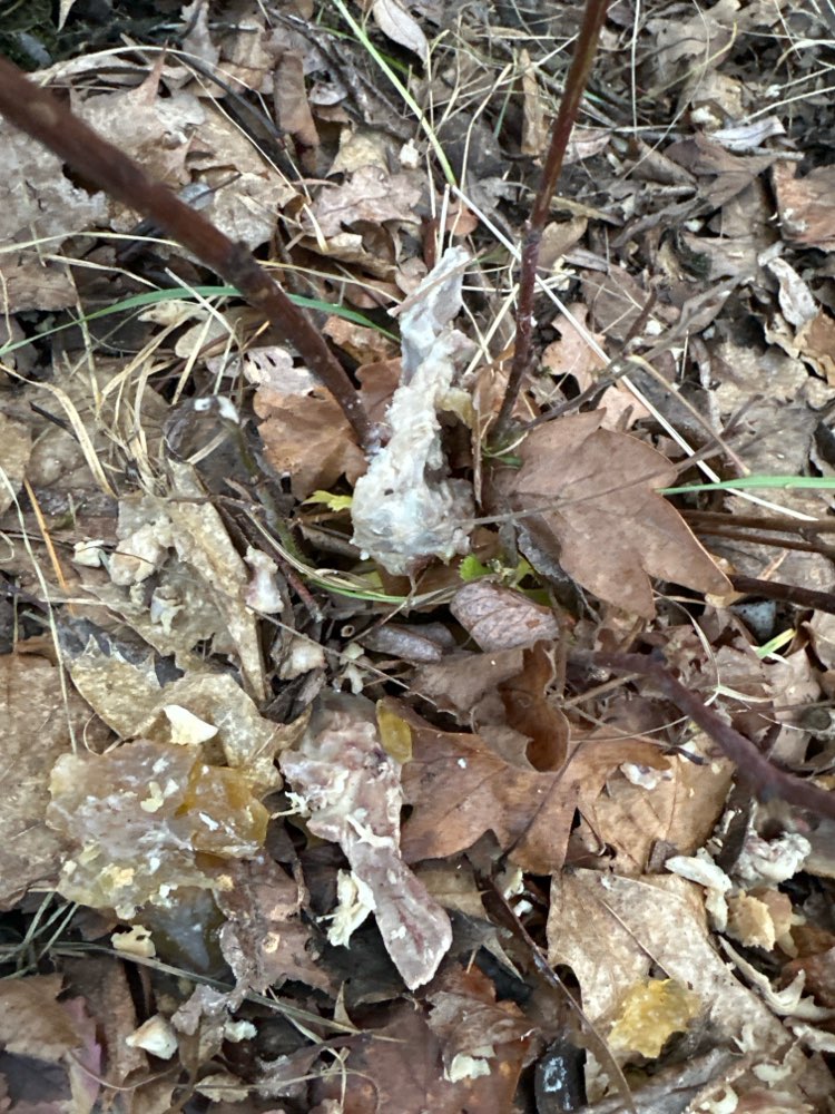 Giftköder-Eventuell Giftköder-Profilbild