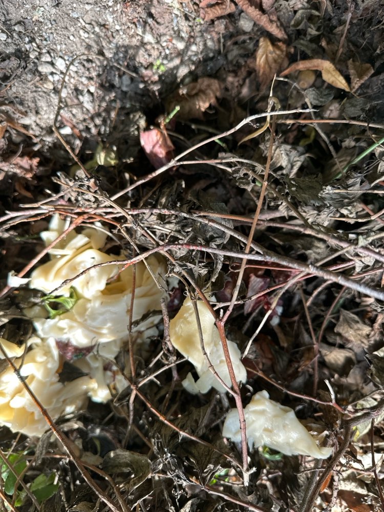 Giftköder-Möglicher Giftköder-Profilbild