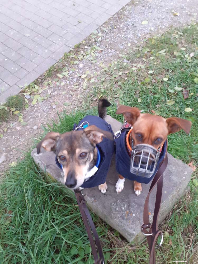 Hundetreffen-Social walk für alle Hunde-Profilbild