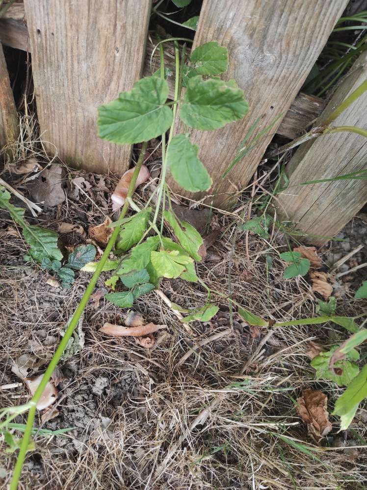 Giftköder-Schwartenstücke-Profilbild