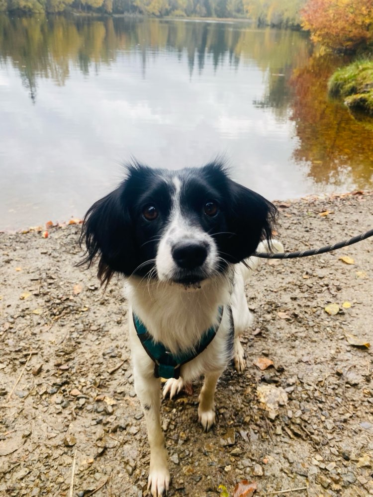 Hundetreffen-Gemeinsame Spaziergänge ohne und mit Kontakt-Profilbild