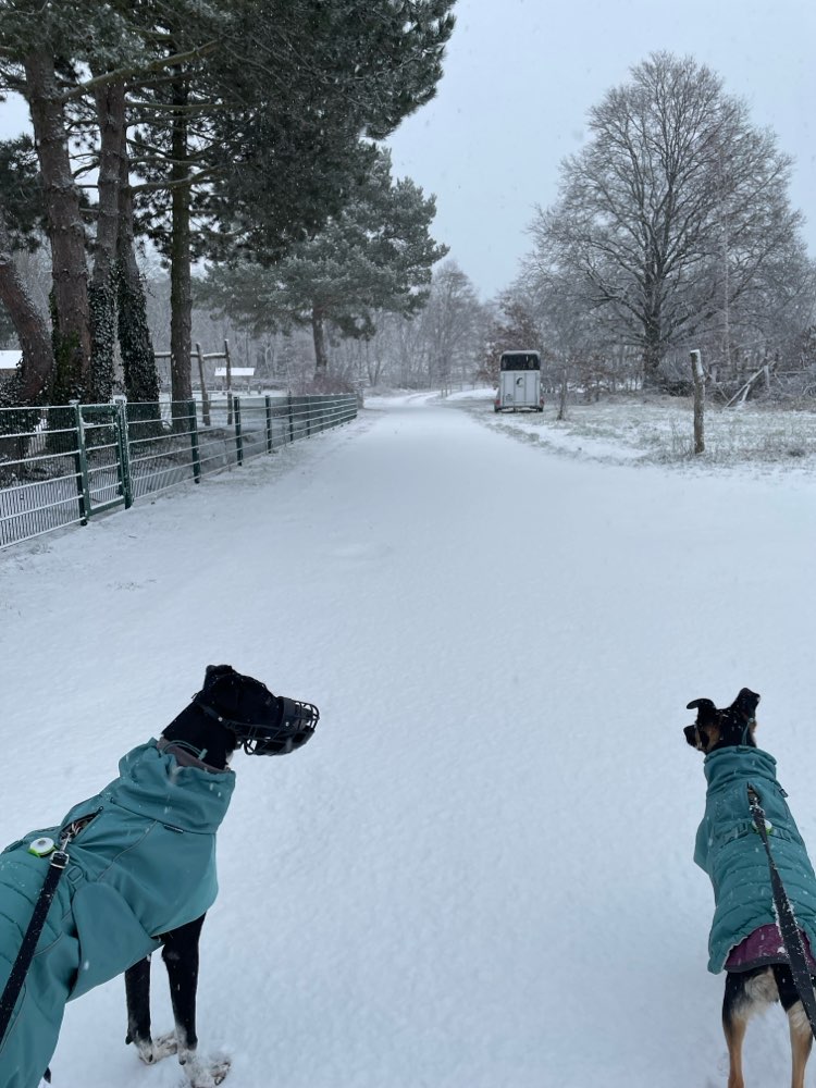 Hundetreffen-Social Walk / Gassi-Profilbild