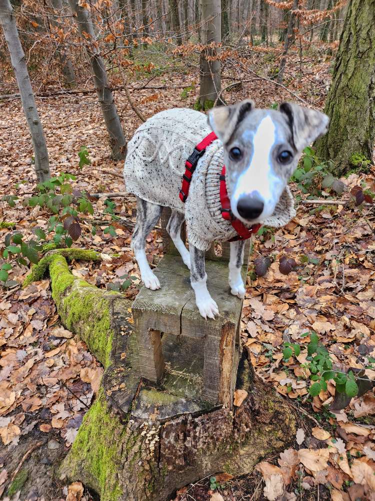 Hundetreffen-Treffen für Junghunde zum Toben und Lernen-Profilbild