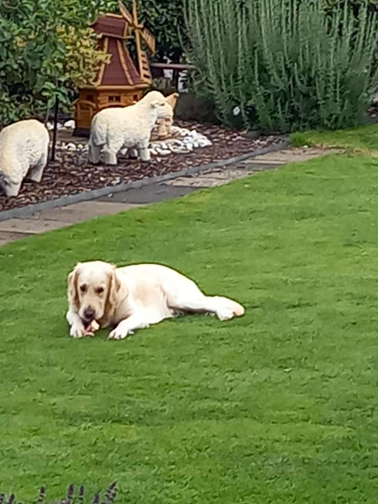 Hundetreffen-Junghunde Gassirunden und Spielzeiten-Profilbild