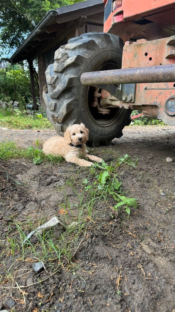 Hundetreffen-Welpentreffen in KW Berghausen-Profilbild