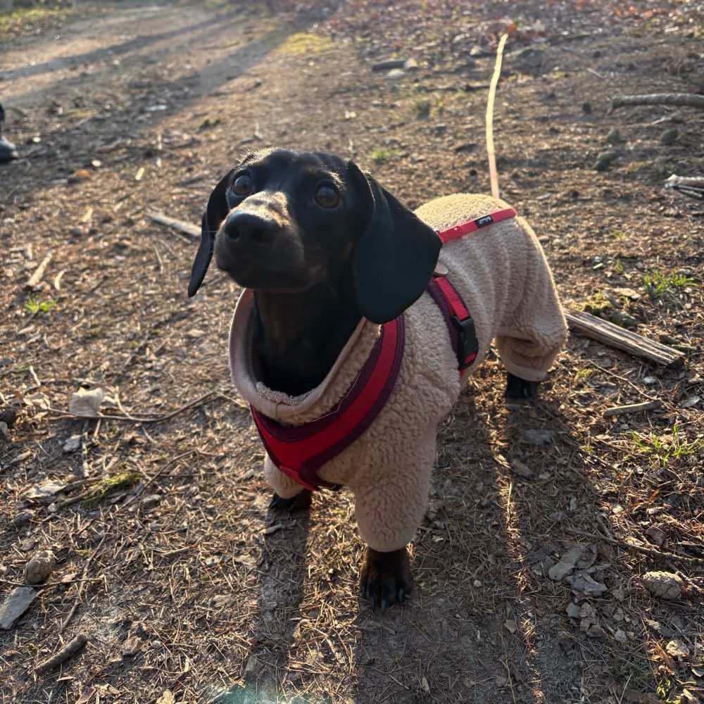 Hundetreffen-Hundefreunde für junge Dackeldame gesucht-Profilbild