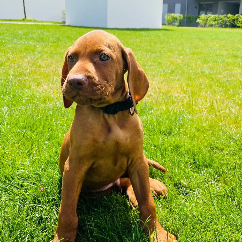 Hundetreffen-Welpentreffen in Dortmund-Profilbild