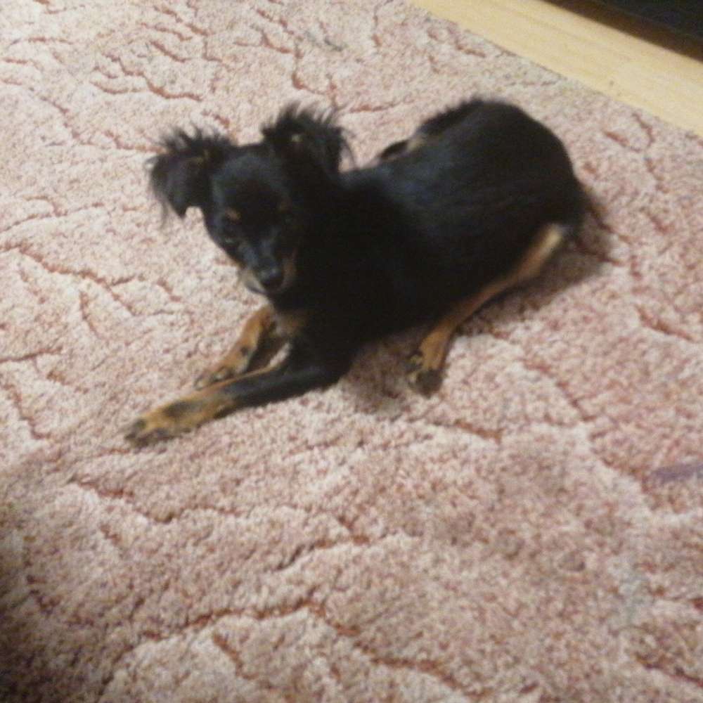 Hundetreffen-Treffen für kleine hunde-Profilbild