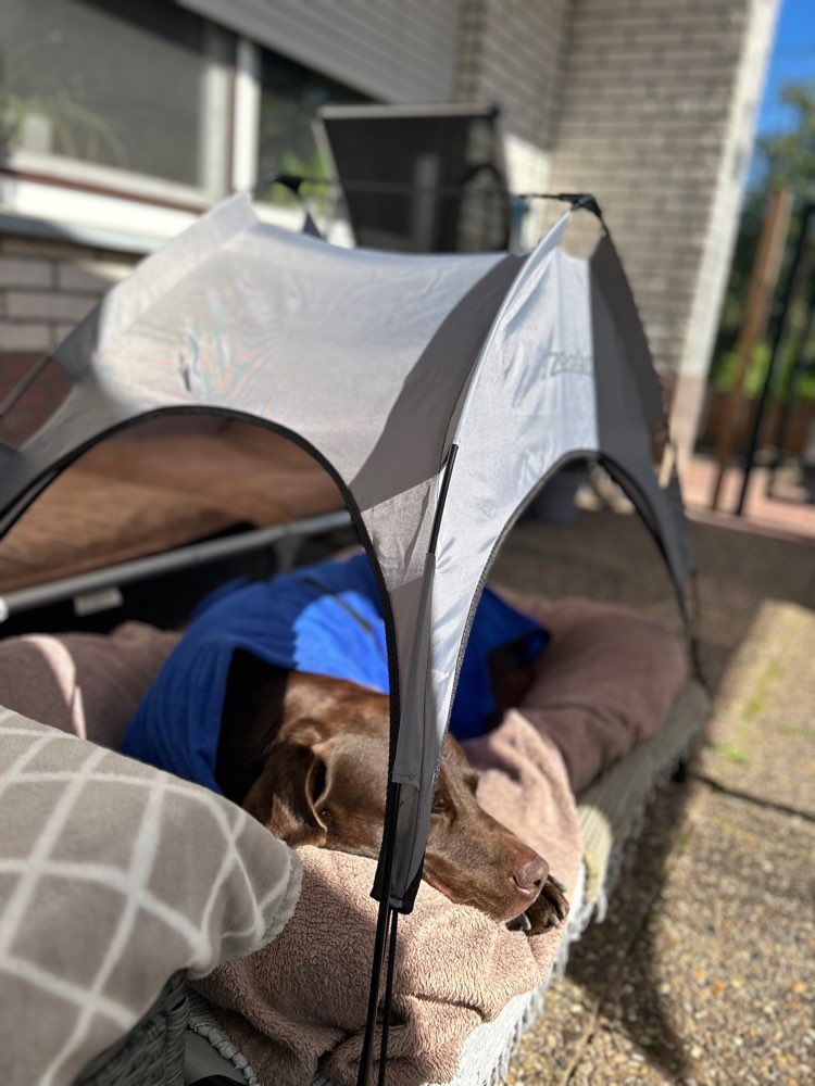 Hundetreffen-Labrador/ Jagdhundetreffen-Profilbild