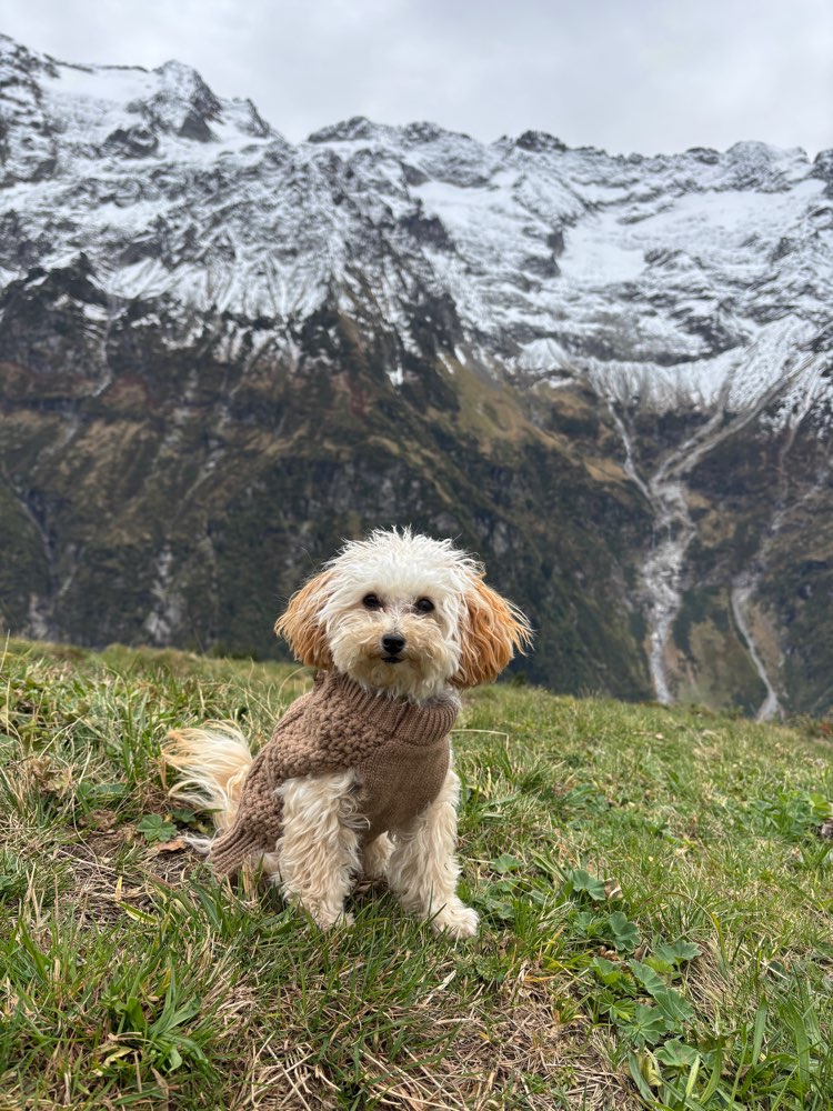 Hundetreffen-Suche einen Spielpartner bis 3 Kilo-Profilbild
