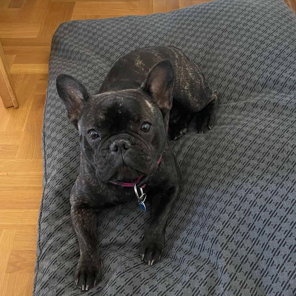 Hundetreffen-Zeit zum Toben-Profilbild