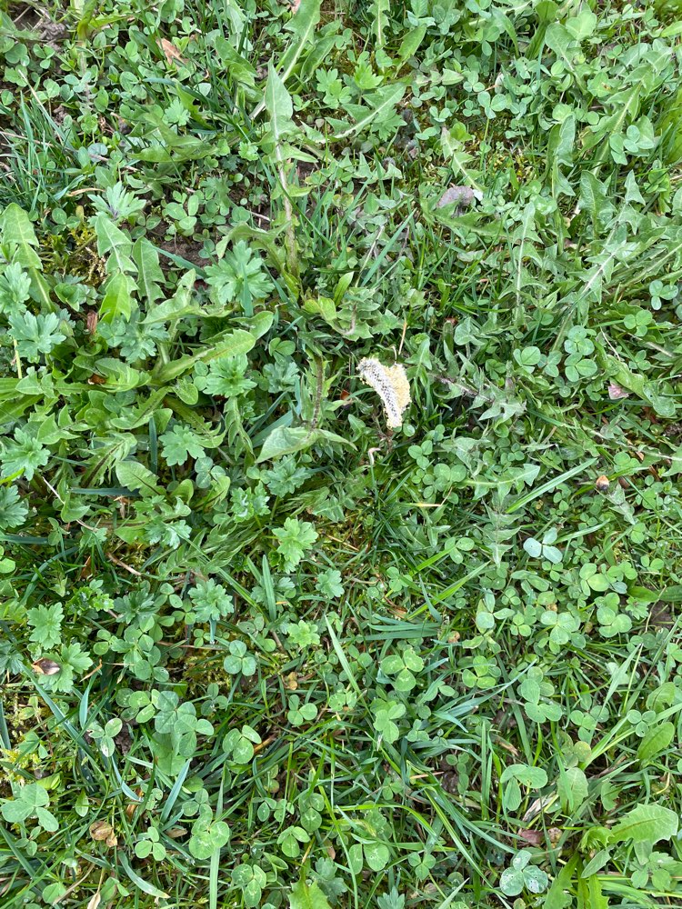 Giftköder-Eichenprozessionsspinner-Profilbild