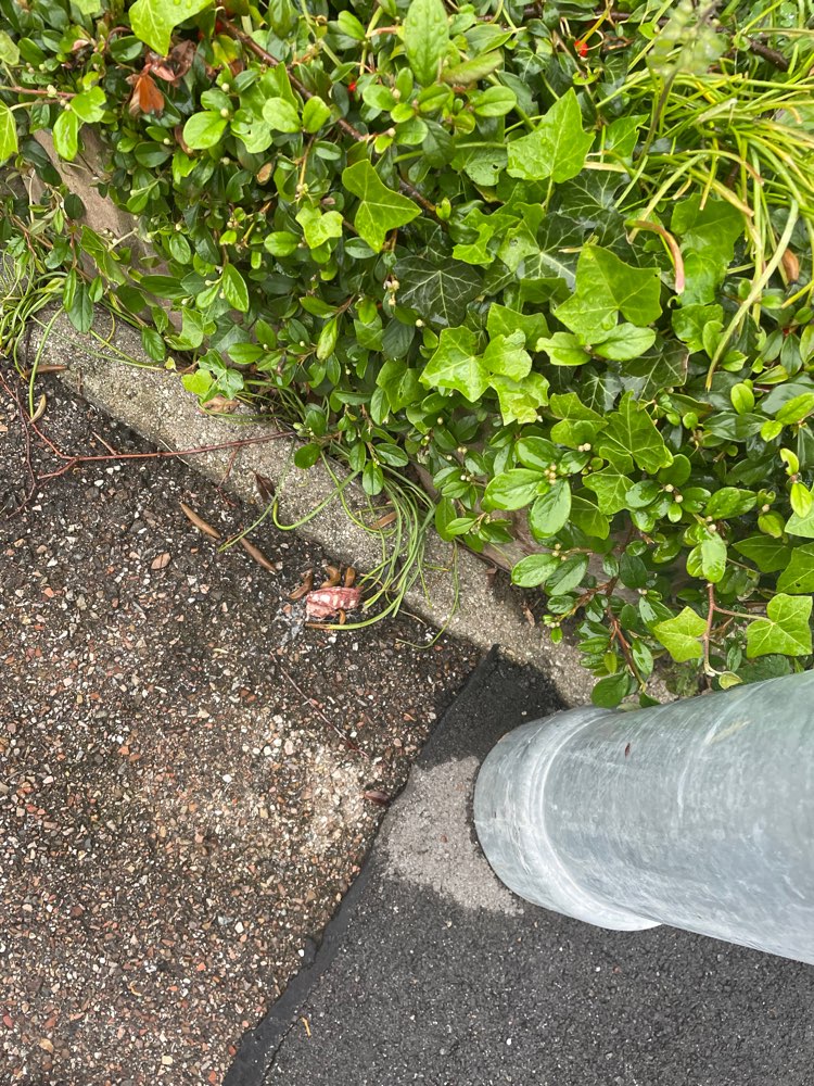 Giftköder-Wurststücke-Profilbild