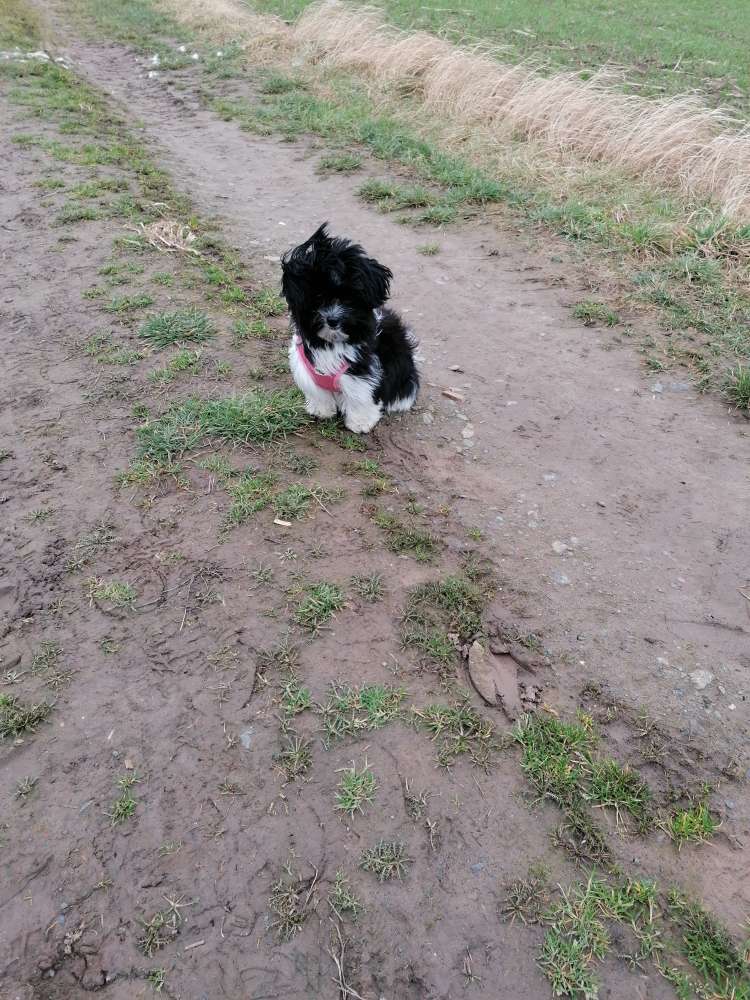 Hundetreffen-Ich Lotte (Havaneser Malteser Mischling) suche Hundefreunde zum Gassi gehen und Spielen-Profilbild