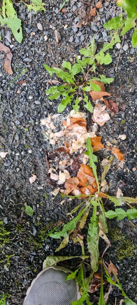 Giftköder-Möglicher Giftköder oder Erbrochenes-Profilbild