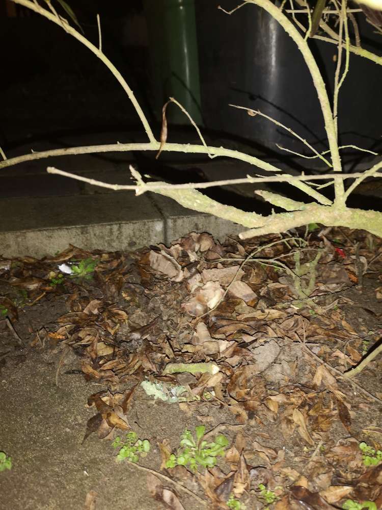 Giftköder-Fleischreste, Knochen...-Profilbild