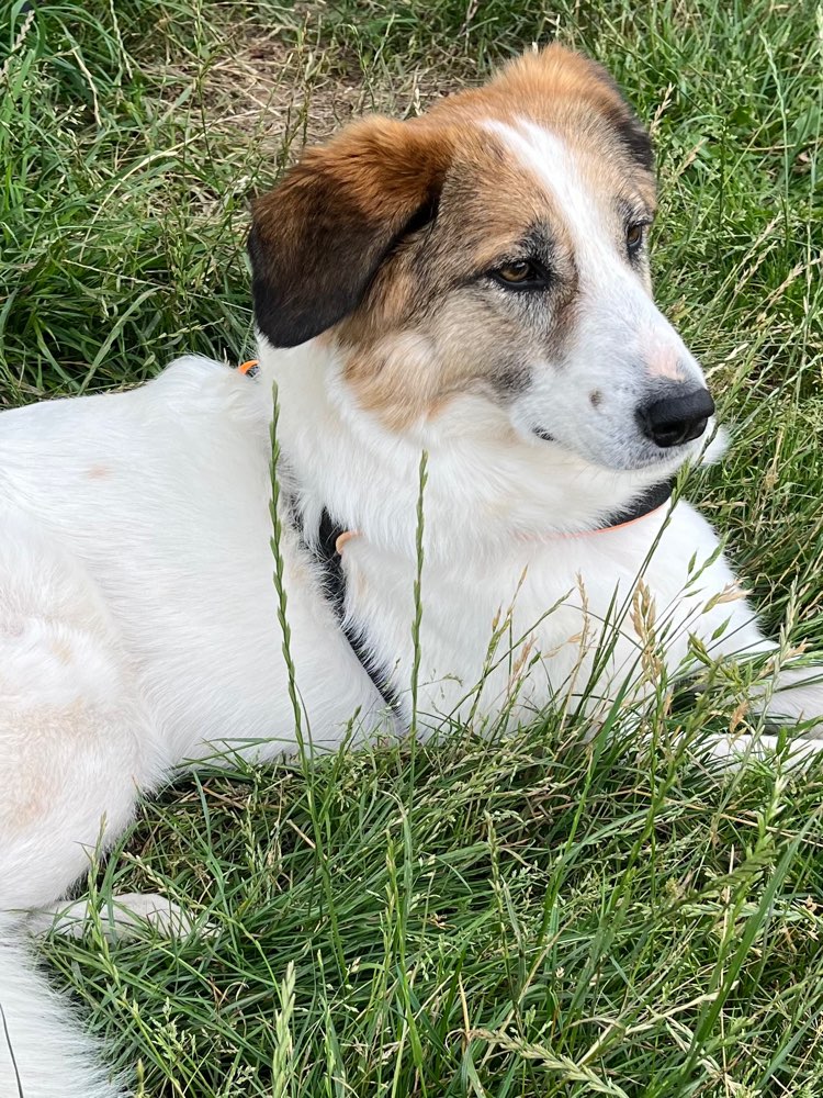 Hundetreffen-Zum Treffen-Profilbild