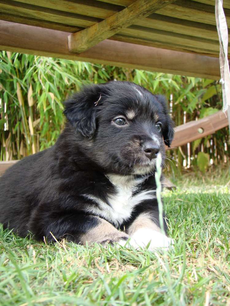 Hundetreffen-Welpentreffen in Stammheim-Profilbild