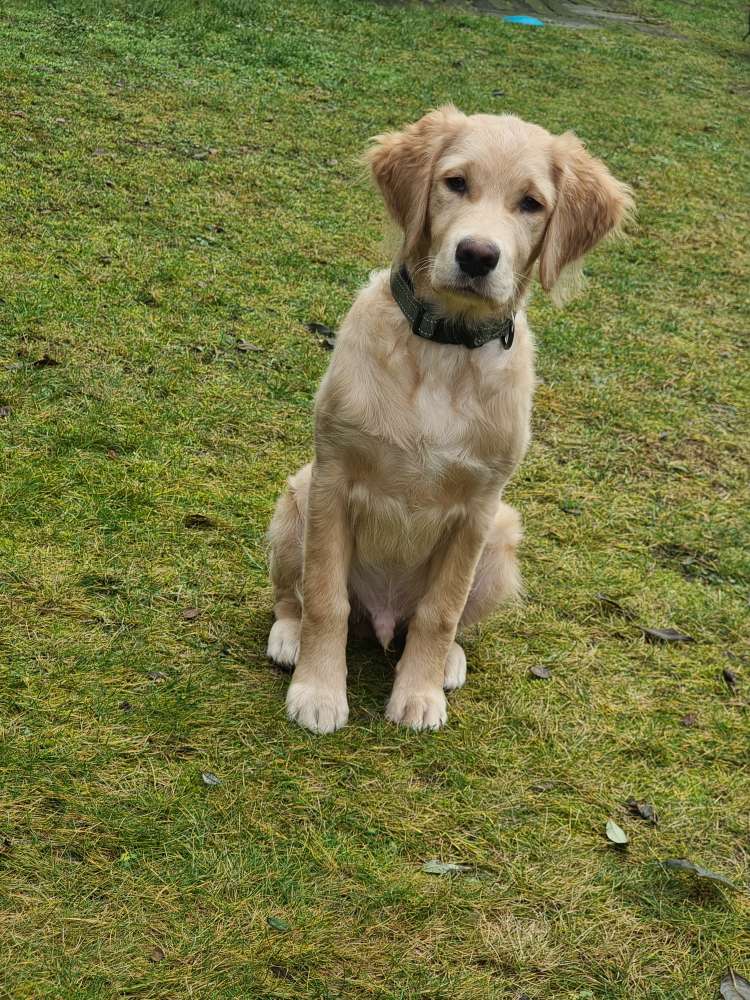 Hundetreffen-Mittelgroße Spielfreunde spielplatz Cosmarweg-Profilbild