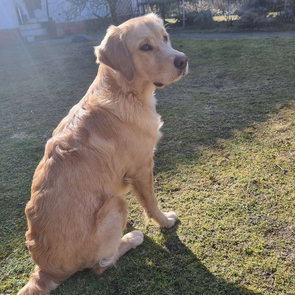 Hundetreffen-Mittelgroße Spielfreunde spielplatz Cosmarweg-Profilbild