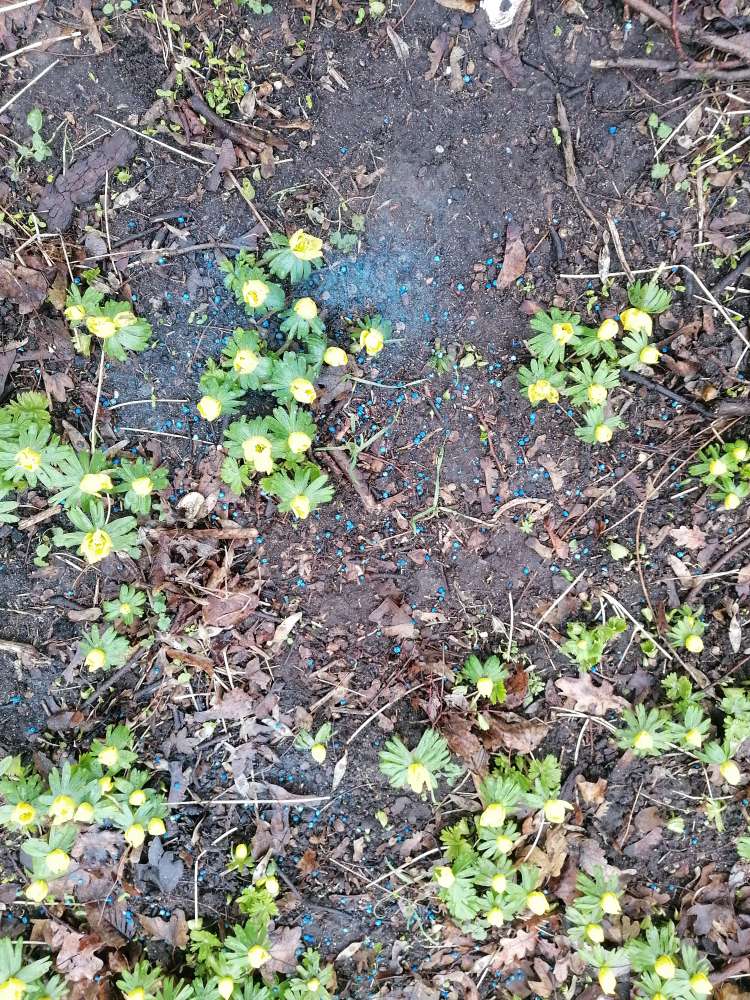 Giftköder-Blaues Schneckenkorn-Profilbild