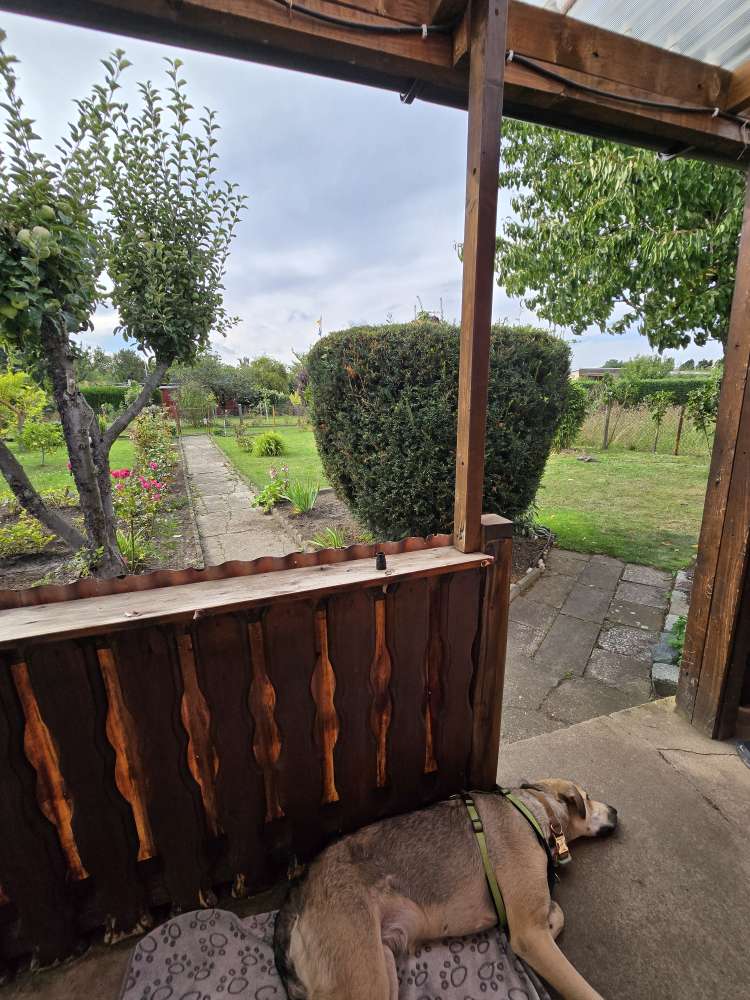 Hundetreffen-Hundetreffen-Profilbild