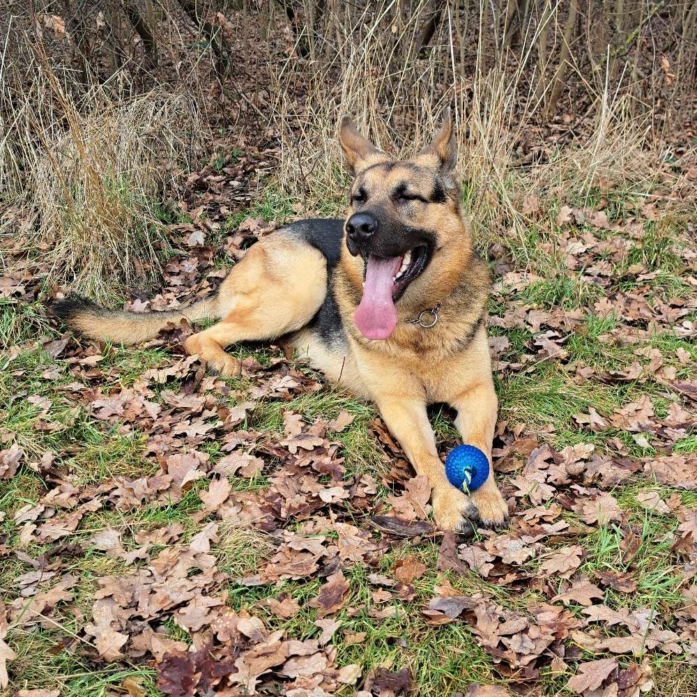 Hundetreffen-Alsfeld und Umgebung, oder Gießen.-Profilbild