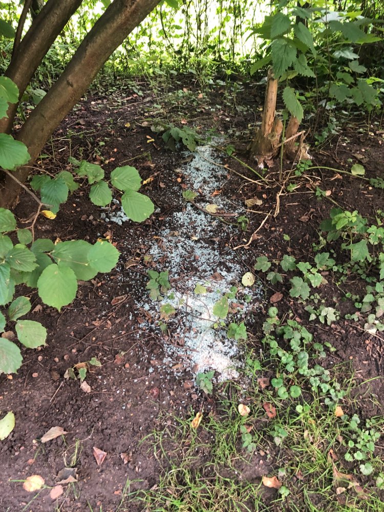 Giftköder-Blaukorn-Profilbild