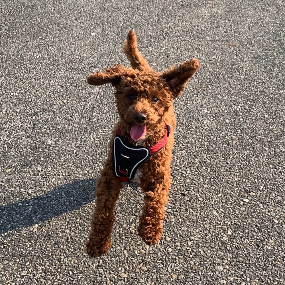 Hundetreffen-Junghund sucht Spielgefährten-Profilbild